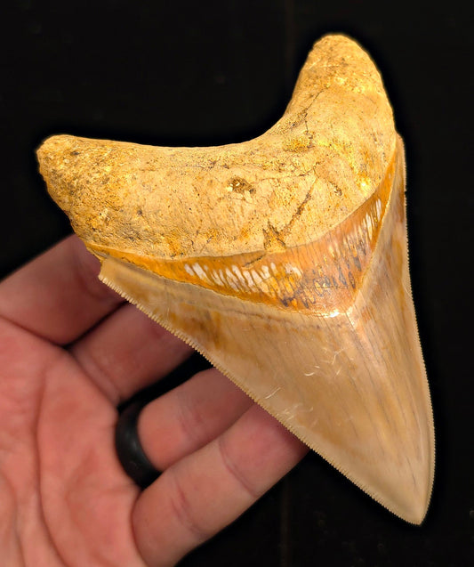 Serrated, 4.45" Fossil Megalodon Tooth - Java, Indonesia - Fossil Driven