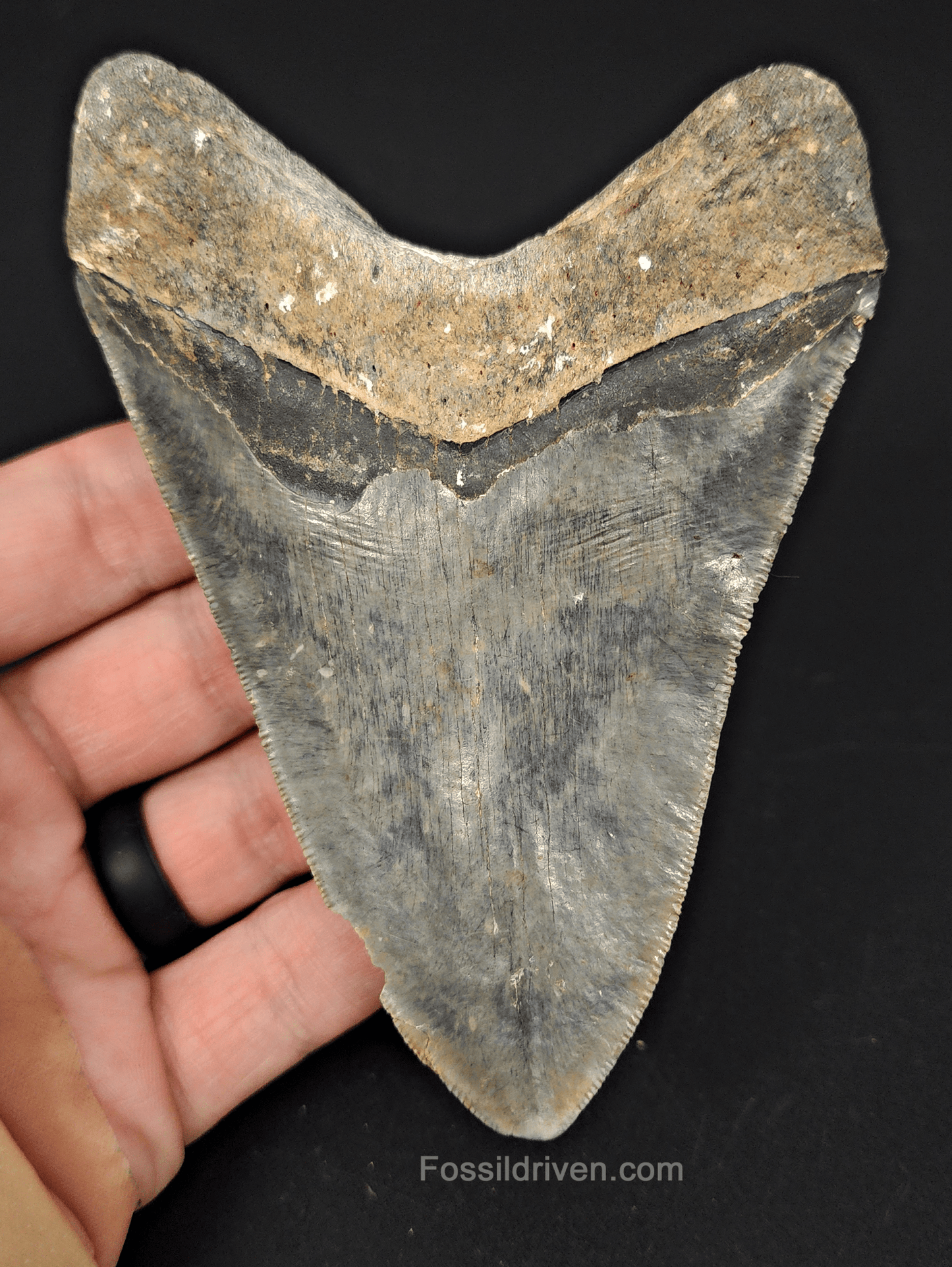 Serrated, 4.61" Fossil Megalodon Tooth - Venice, Florida - Fossil Driven