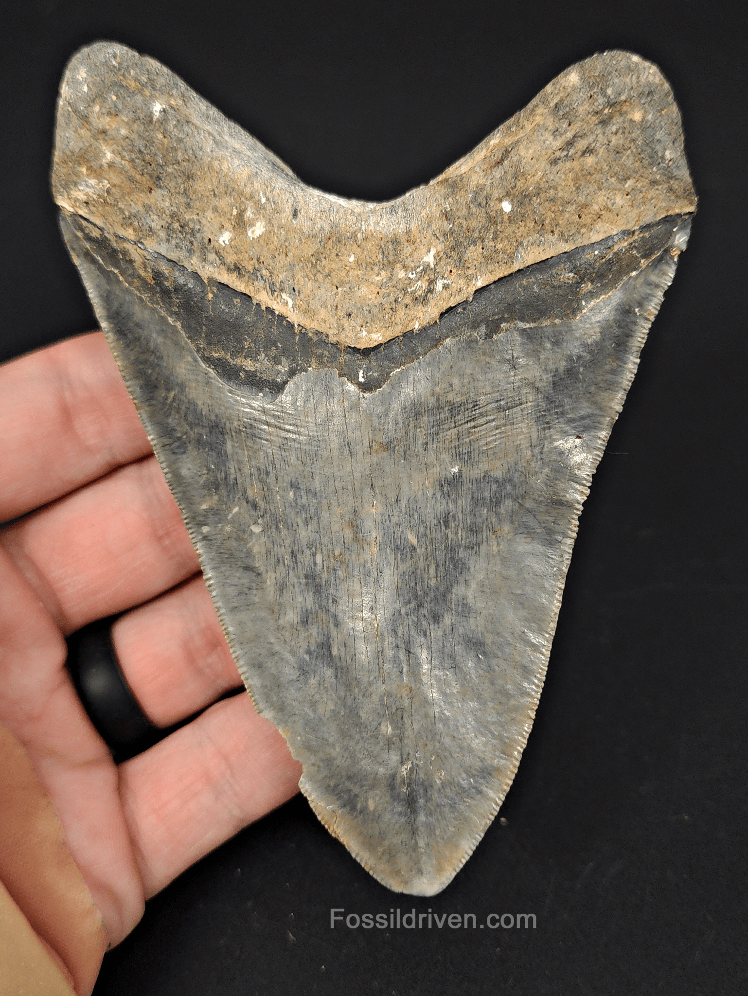 Serrated, 4.61" Fossil Megalodon Tooth - Venice, Florida - Fossil Driven