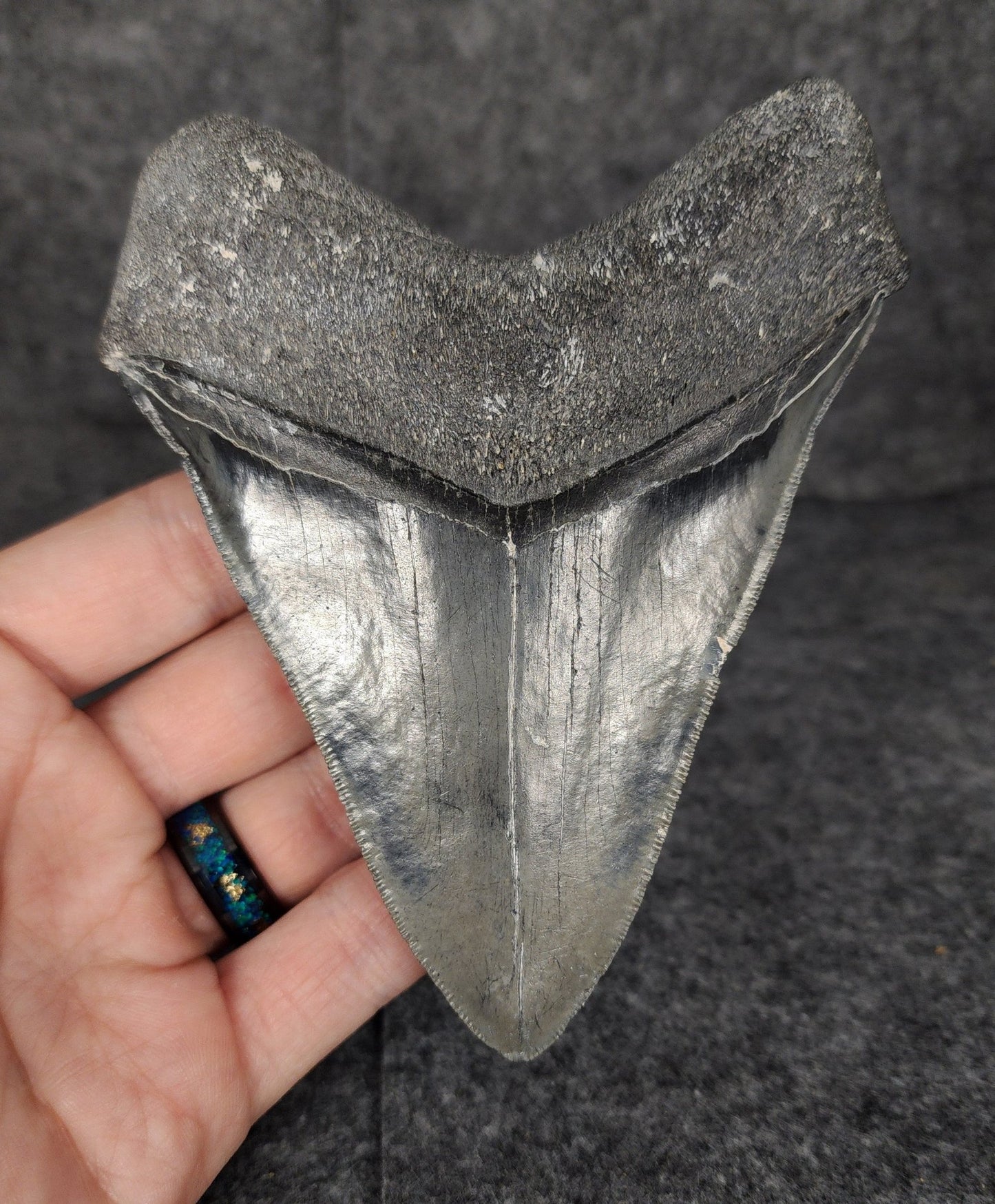 Serrated, 4.70" Fossil Megalodon Tooth - Venice, Florida - Fossil Driven