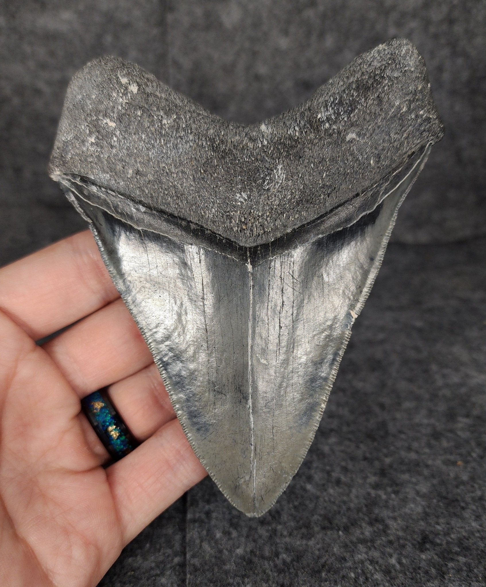 Serrated, 4.70" Fossil Megalodon Tooth - Venice, Florida - Fossil Driven
