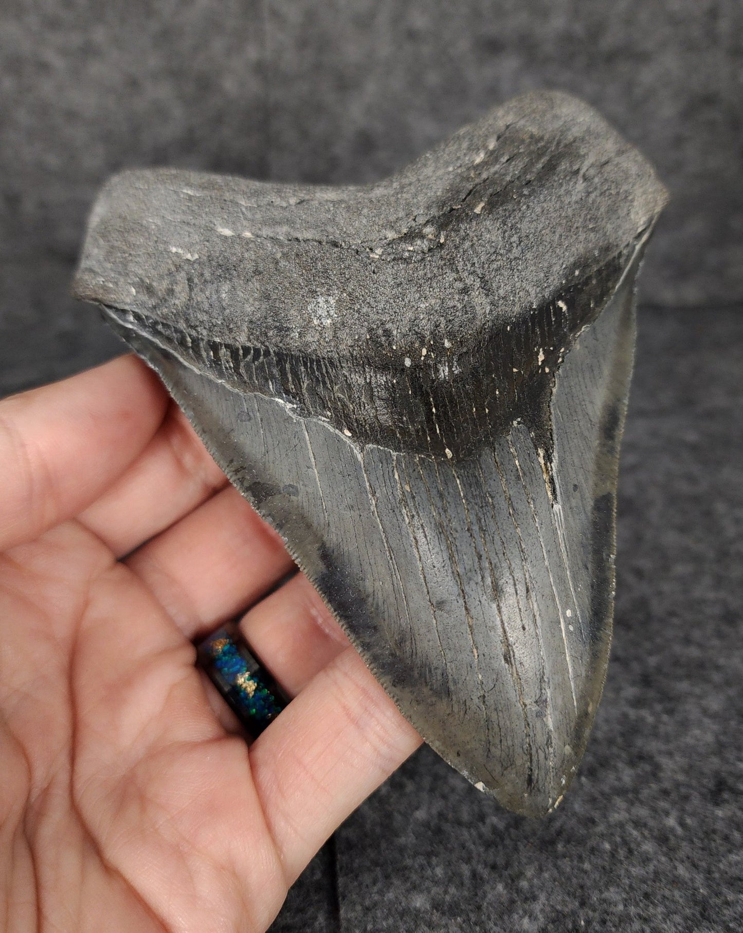 Serrated, 4.70" Fossil Megalodon Tooth - Venice, Florida - Fossil Driven