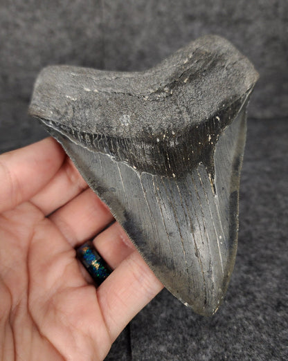 Serrated, 4.70" Fossil Megalodon Tooth - Venice, Florida - Fossil Driven