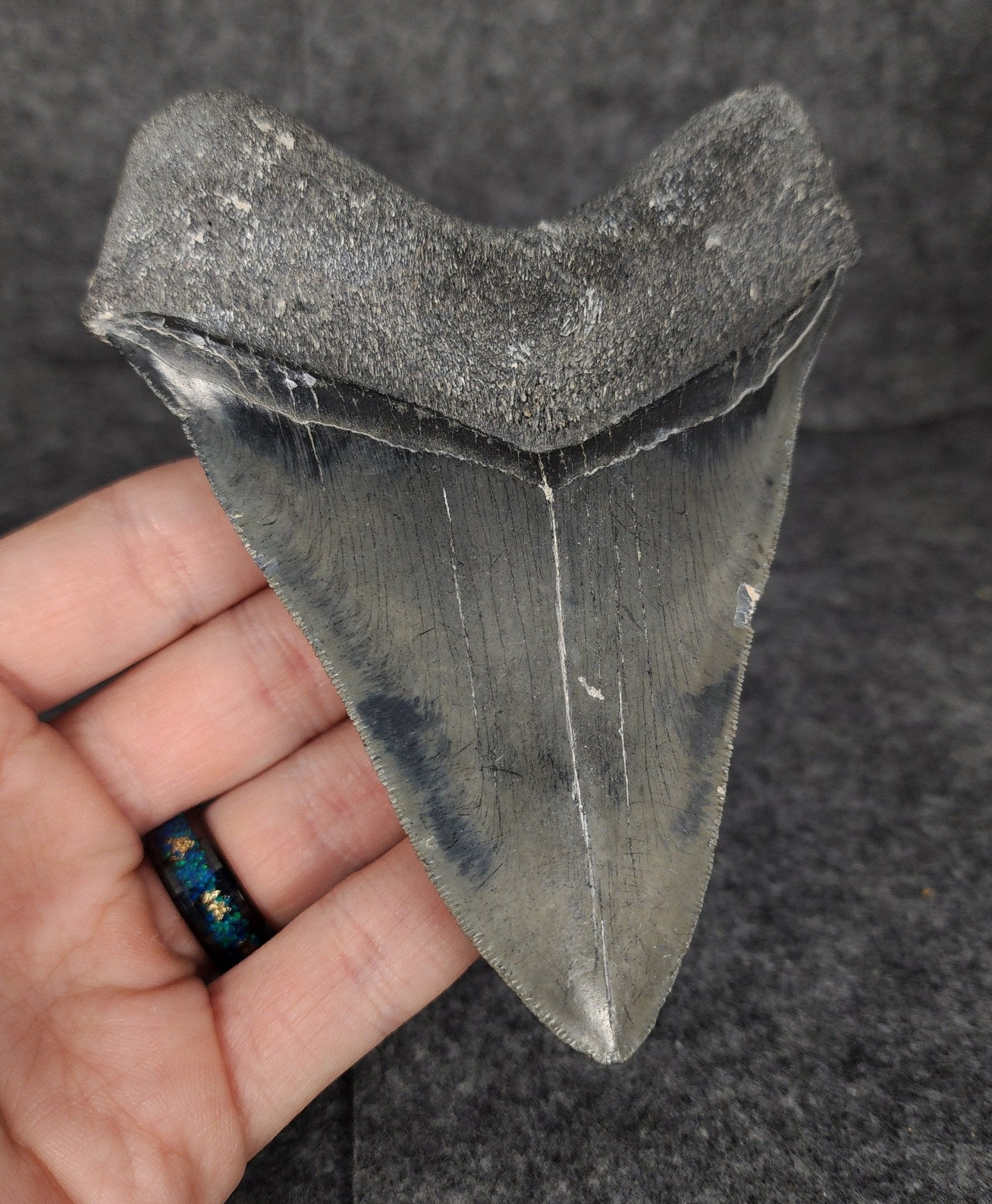 Serrated, 4.70" Fossil Megalodon Tooth - Venice, Florida - Fossil Driven