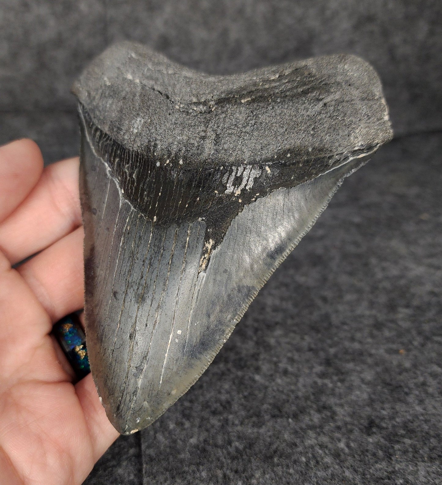 Serrated, 4.70" Fossil Megalodon Tooth - Venice, Florida - Fossil Driven