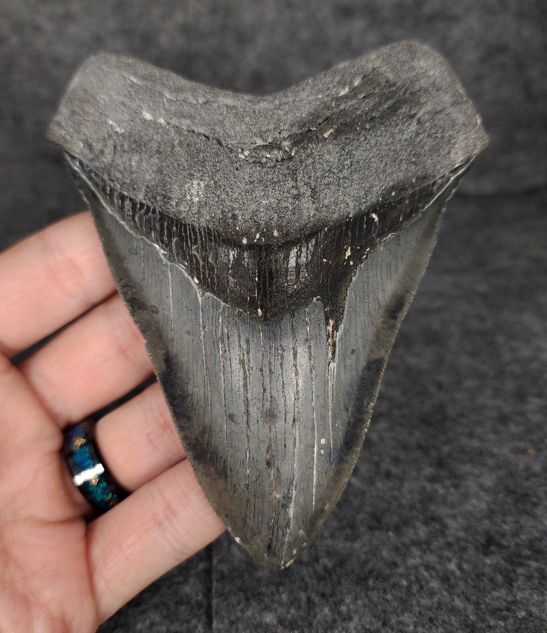 Serrated, 4.70" Fossil Megalodon Tooth - Venice, Florida - Fossil Driven