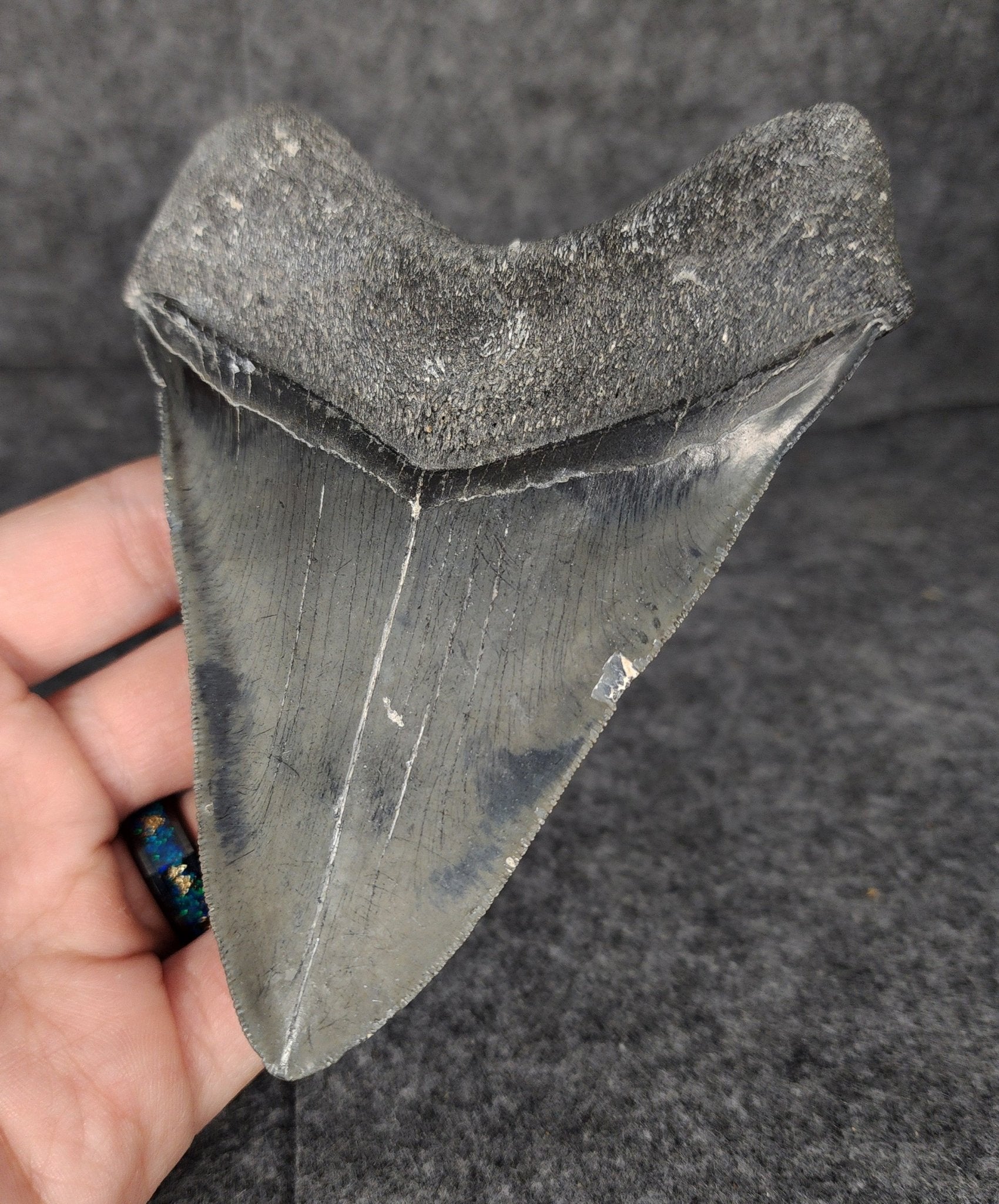 Serrated, 4.70" Fossil Megalodon Tooth - Venice, Florida - Fossil Driven