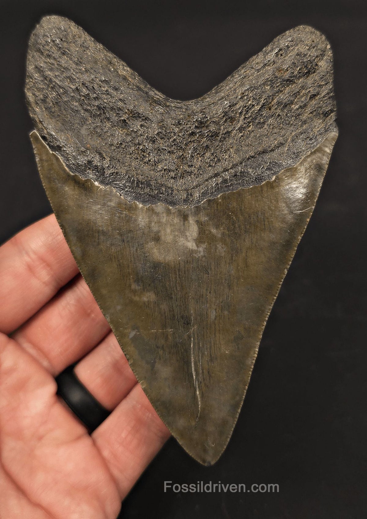Serrated, 5.01" Fossil Megalodon Tooth - Charleston, South Carolina - Fossil Driven