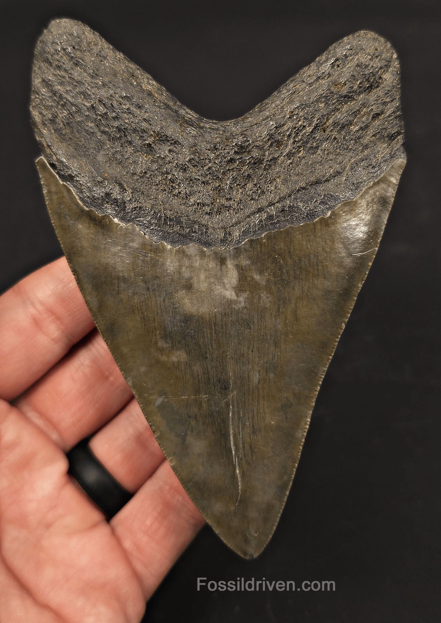 Serrated, 5.01" Fossil Megalodon Tooth - Charleston, South Carolina - Fossil Driven