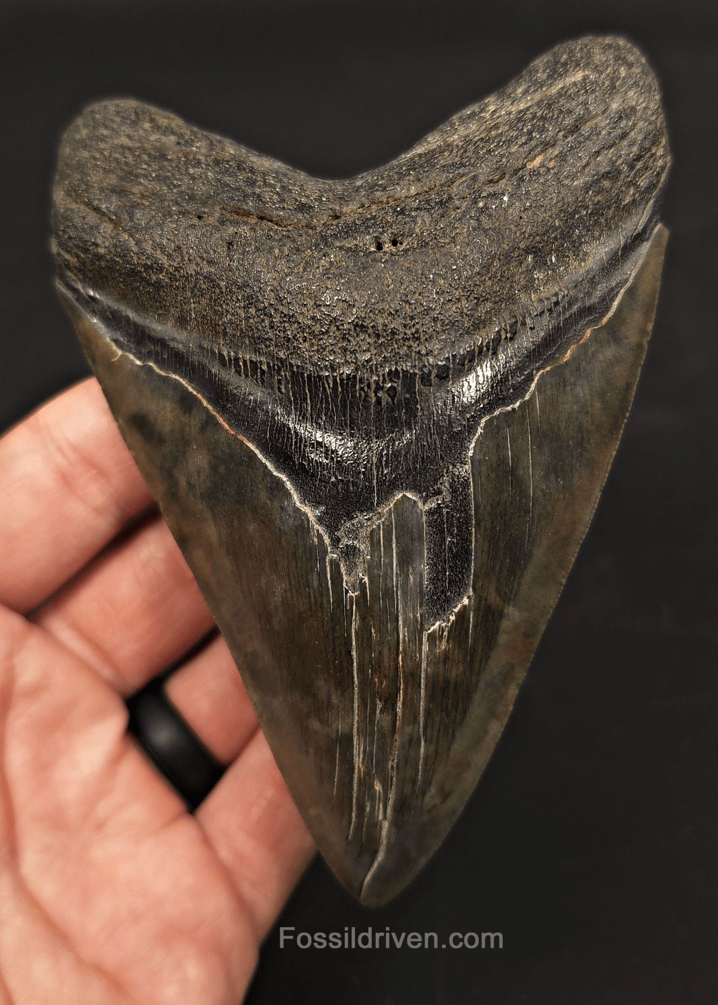 Serrated, 5.01" Fossil Megalodon Tooth - Charleston, South Carolina - Fossil Driven
