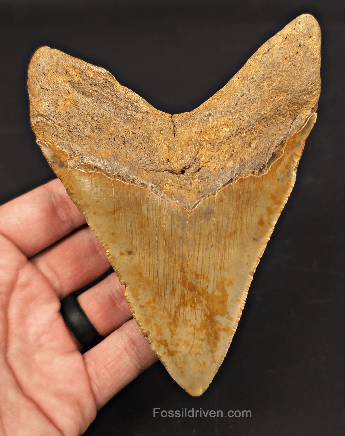 Serrated, 5.11" Fossil Megalodon Tooth - Meg Ledge, North Carolina - Fossil Driven