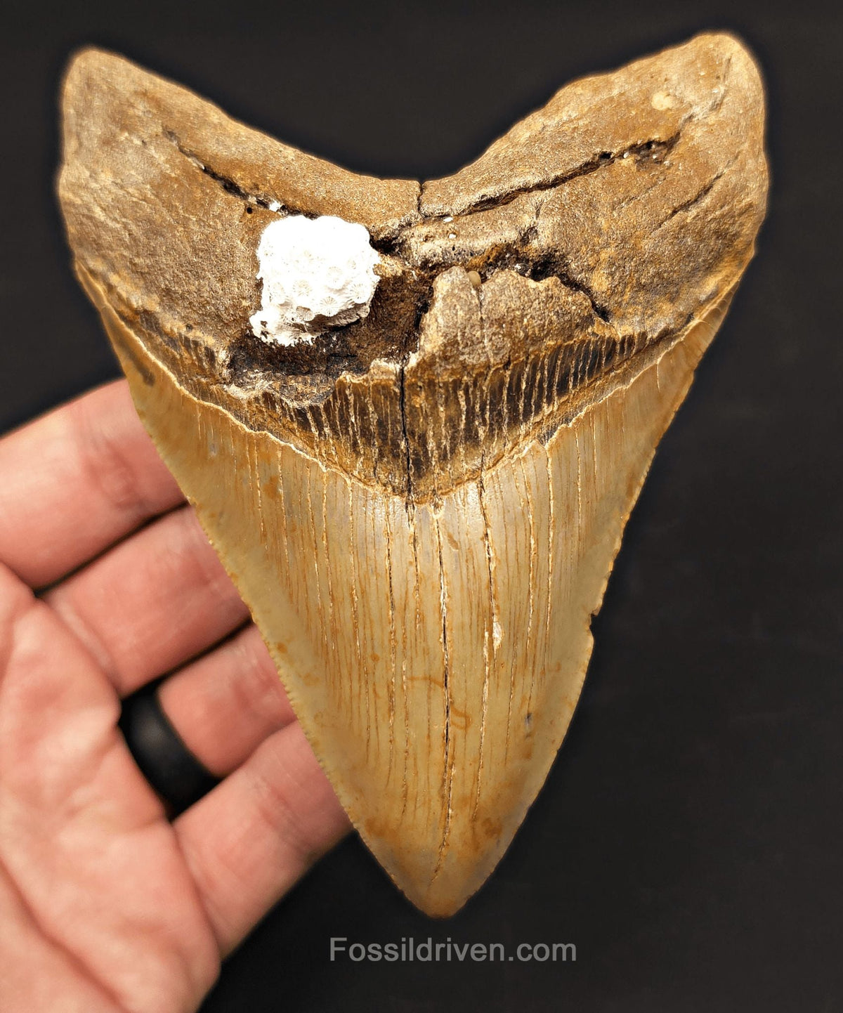 Serrated, 5.11" Fossil Megalodon Tooth - Meg Ledge, North Carolina - Fossil Driven