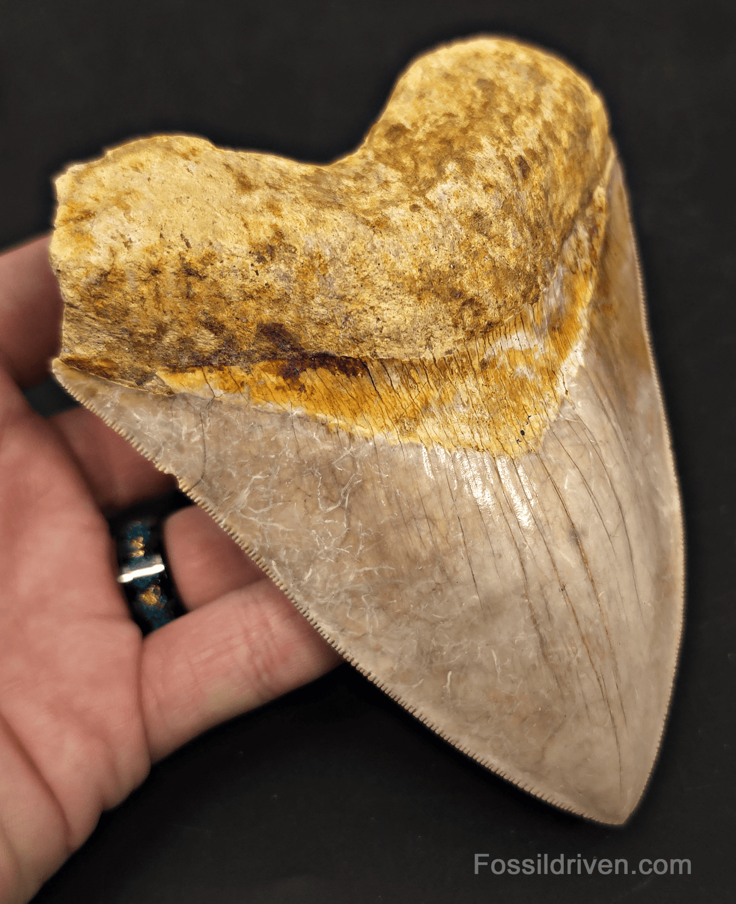 Serrated, 5.26" Megalodon Tooth - Java, Indonesia - Fossil Driven