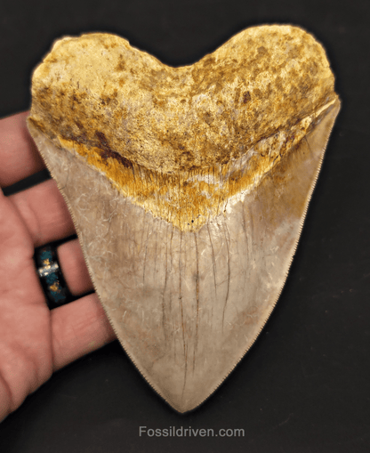 Serrated, 5.26" Megalodon Tooth - Java, Indonesia - Fossil Driven