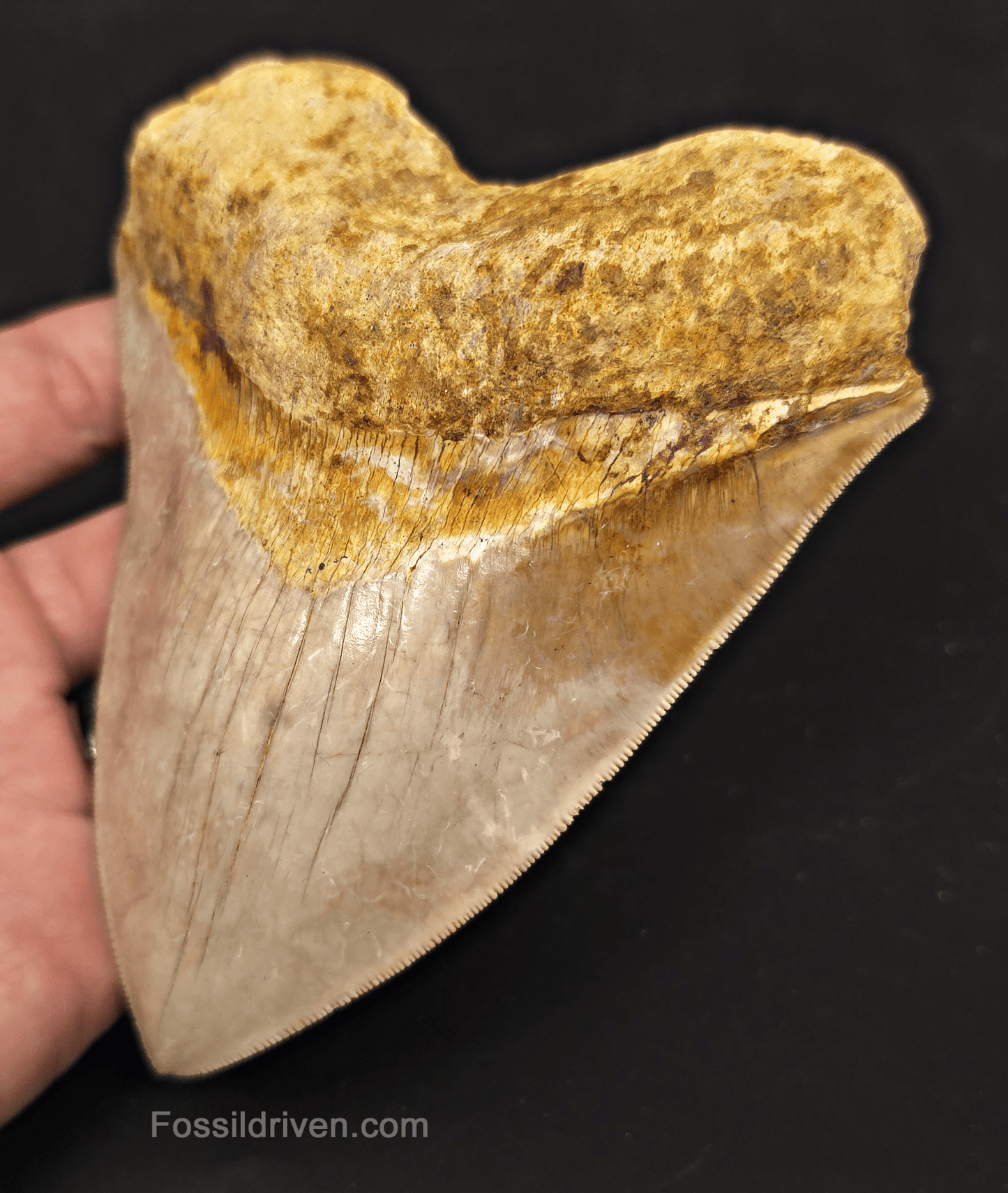 Serrated, 5.26" Megalodon Tooth - Java, Indonesia - Fossil Driven