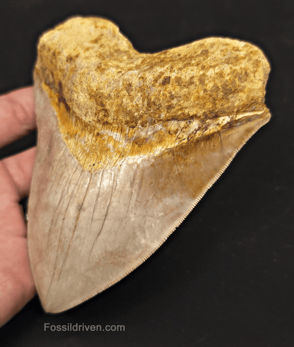 Serrated, 5.26" Megalodon Tooth - Java, Indonesia - Fossil Driven