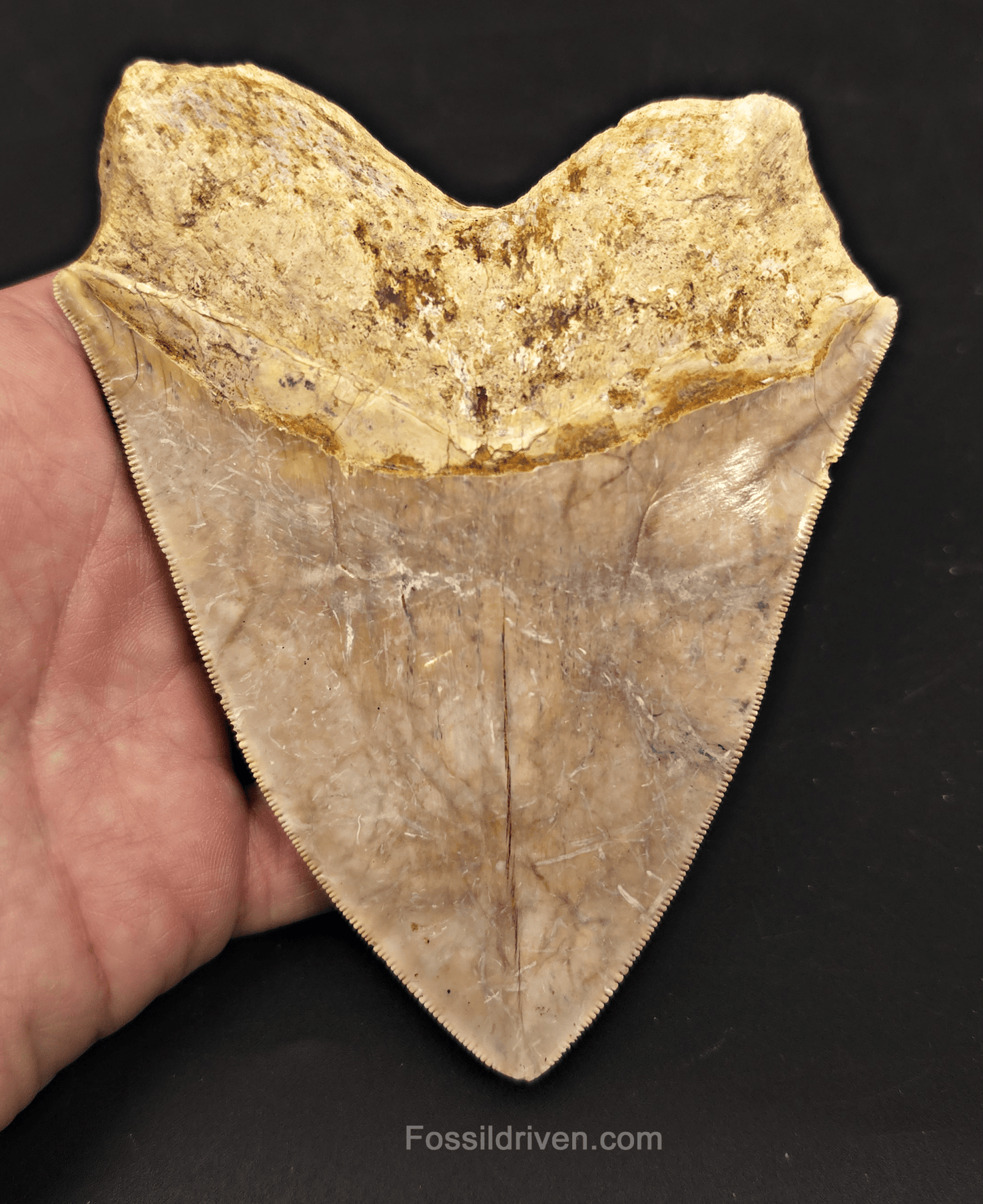 Serrated, 5.26" Megalodon Tooth - Java, Indonesia - Fossil Driven