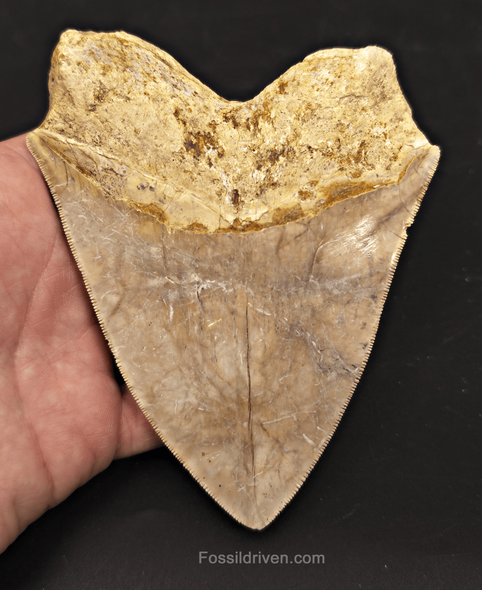 Serrated, 5.26" Megalodon Tooth - Java, Indonesia - Fossil Driven