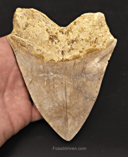 Serrated, 5.26" Megalodon Tooth - Java, Indonesia - Fossil Driven