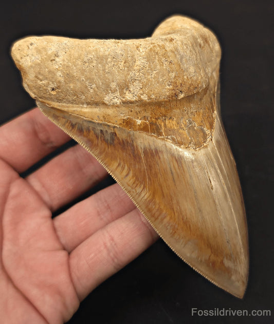 Serrated, 5.33" Fossil Megalodon Tooth - Java, Indonesia - Fossil Driven