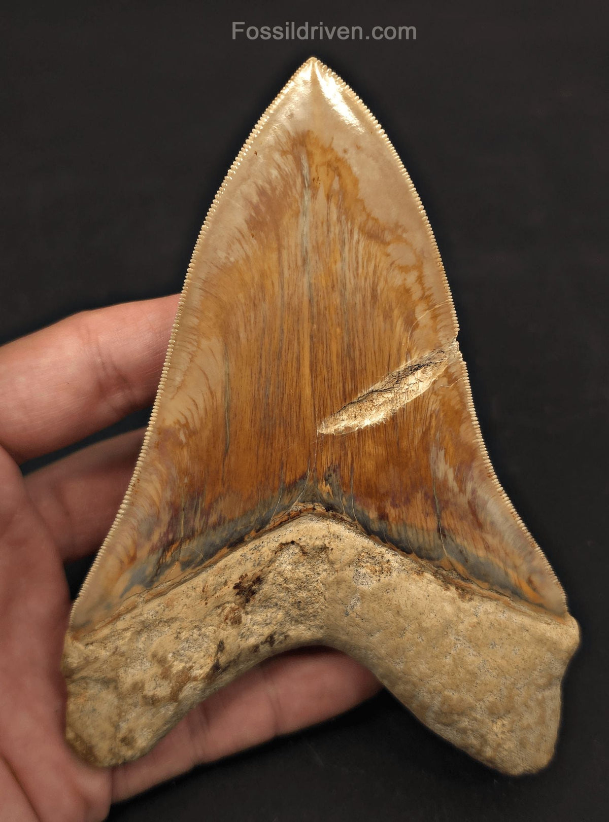 Serrated, 5.33" Fossil Megalodon Tooth - Java, Indonesia - Fossil Driven