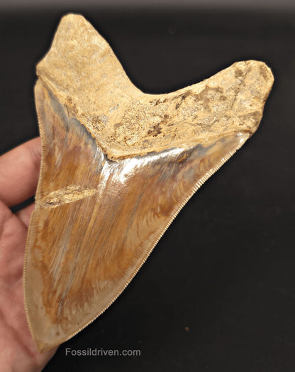 Serrated, 5.33" Fossil Megalodon Tooth - Java, Indonesia - Fossil Driven