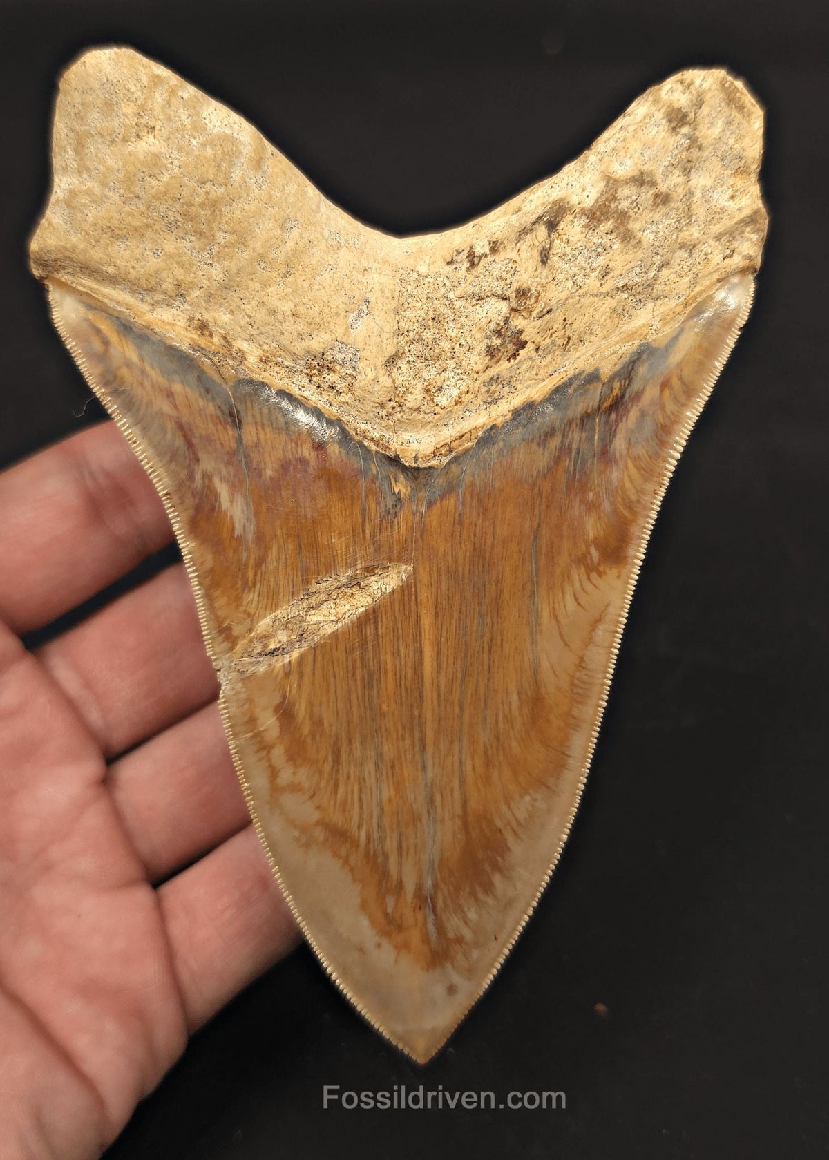 Serrated, 5.33" Fossil Megalodon Tooth - Java, Indonesia - Fossil Driven
