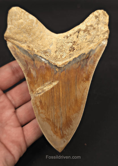 Serrated, 5.33" Fossil Megalodon Tooth - Java, Indonesia - Fossil Driven