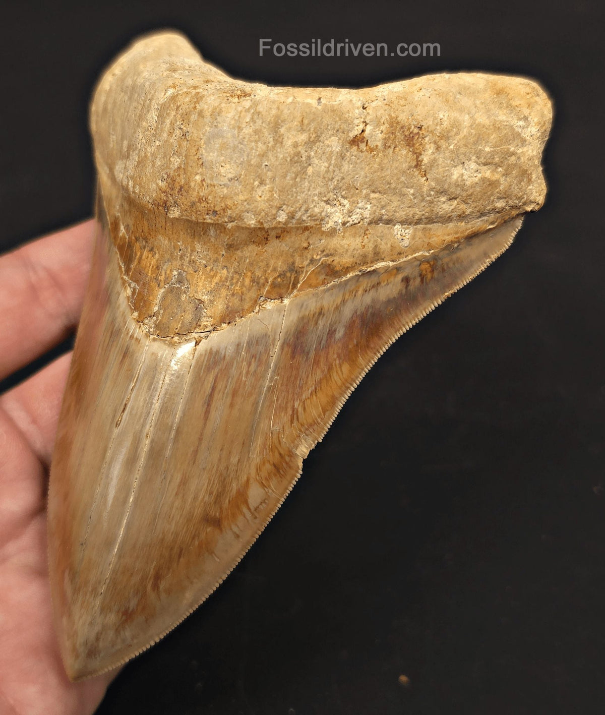 Serrated, 5.33" Fossil Megalodon Tooth - Java, Indonesia - Fossil Driven