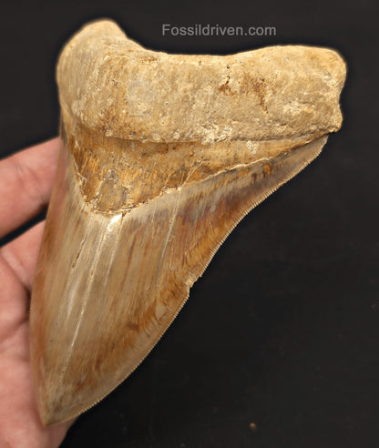 Serrated, 5.33" Fossil Megalodon Tooth - Java, Indonesia - Fossil Driven