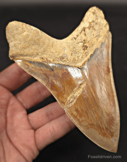 Serrated, 5.33" Fossil Megalodon Tooth - Java, Indonesia - Fossil Driven