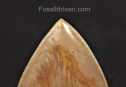 Serrated, 5.33" Fossil Megalodon Tooth - Java, Indonesia - Fossil Driven