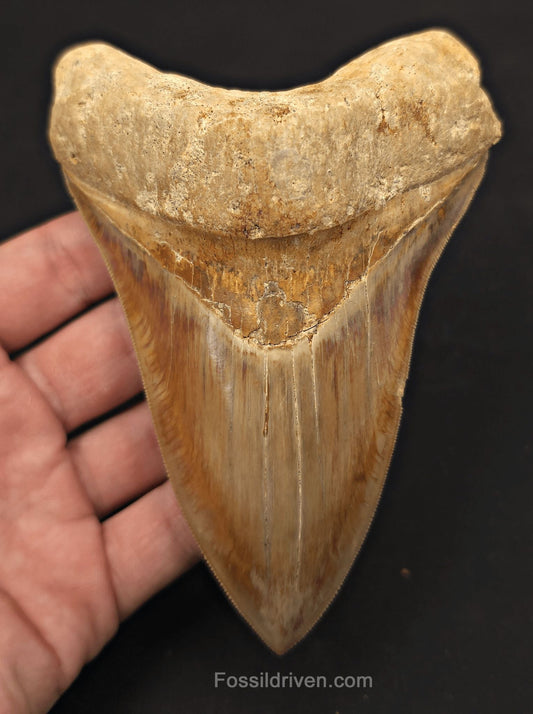 Serrated, 5.33" Fossil Megalodon Tooth - Java, Indonesia - Fossil Driven