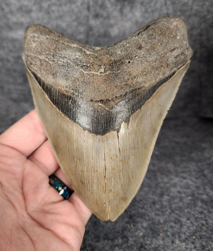 Serrated, 5.50" Fossil Megalodon Tooth - South Carolina - Fossil Driven