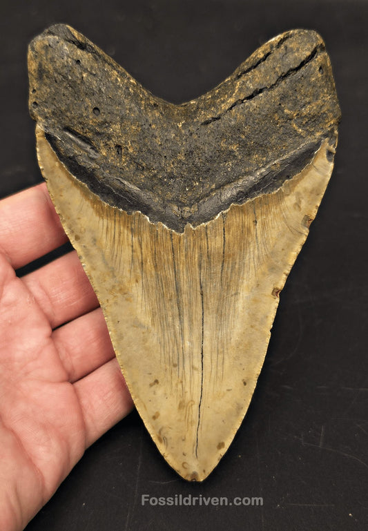 Serrated, 5.52" Fossil Megalodon Tooth - Meg Ledge, North Carolina - Fossil Driven