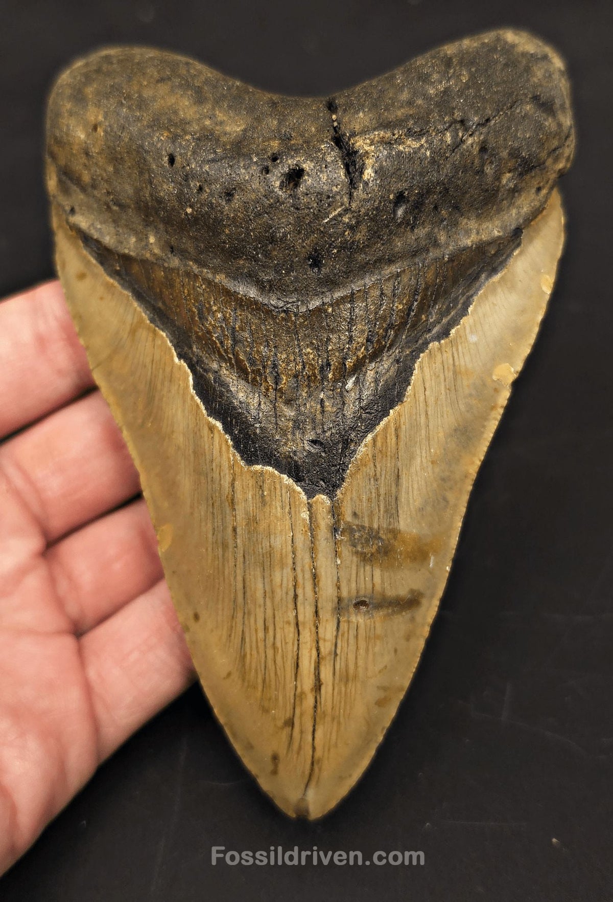 Serrated, 5.52" Fossil Megalodon Tooth - Meg Ledge, North Carolina - Fossil Driven