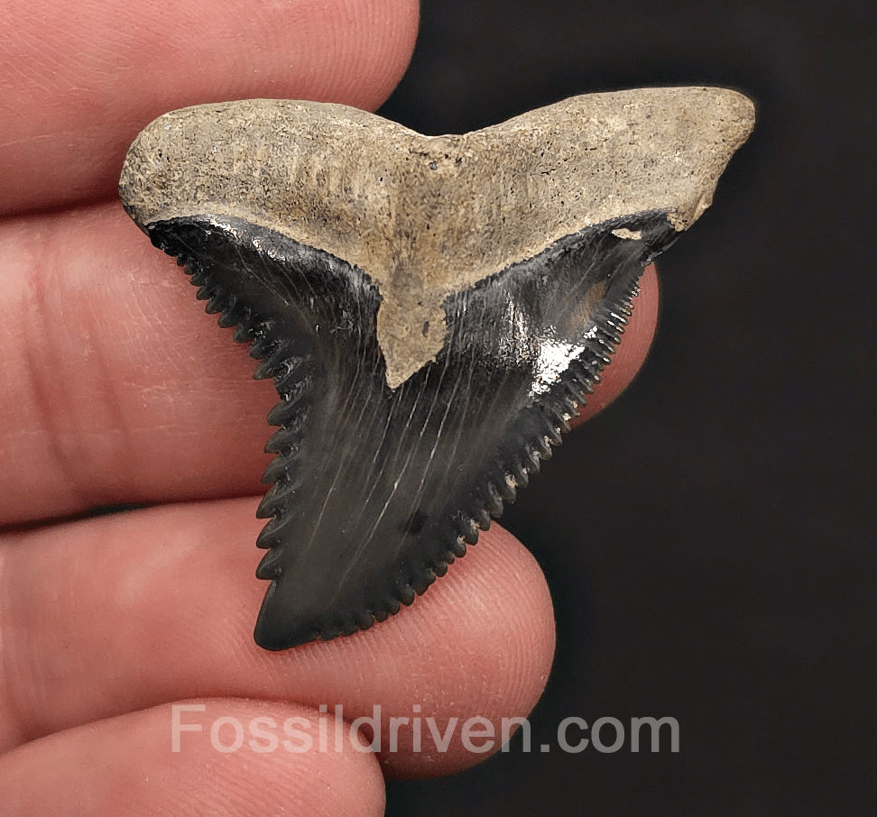 Sharp 1.49" Hemipristis Shark Tooth Fossil - Bone Valley, Florida - Fossil Driven