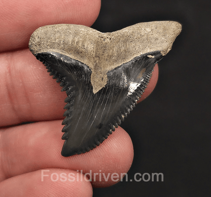 Sharp 1.49" Hemipristis Shark Tooth Fossil - Bone Valley, Florida - Fossil Driven