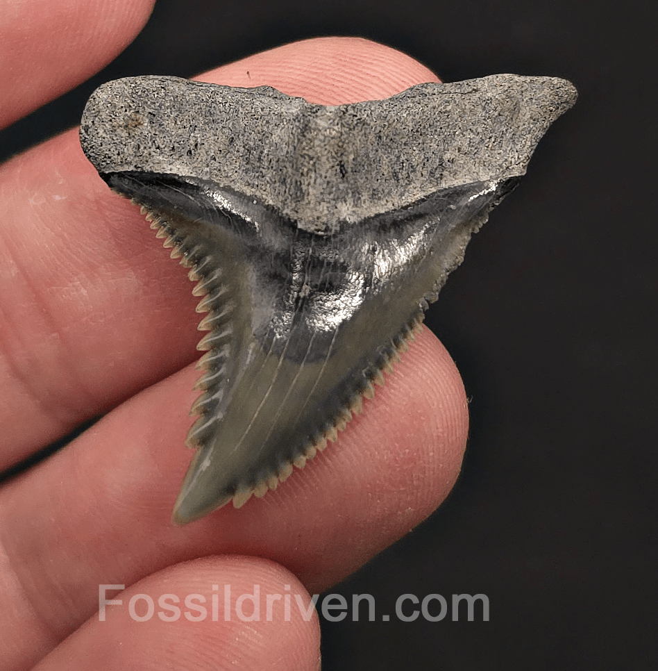 Sharply Serrated 1.42" Hemipristis Shark Tooth Fossil - Bone Valley, Florida - Fossil Driven