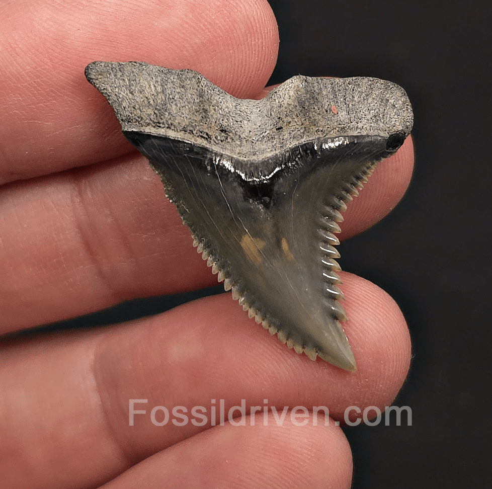 Sharply Serrated 1.42" Hemipristis Shark Tooth Fossil - Bone Valley, Florida - Fossil Driven