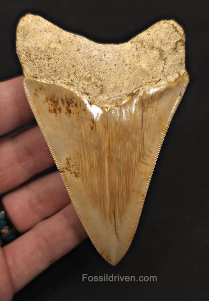 Sharply Serrated, 4.01" Fossil Megalodon Tooth - Java, Indonesia - Fossil Driven