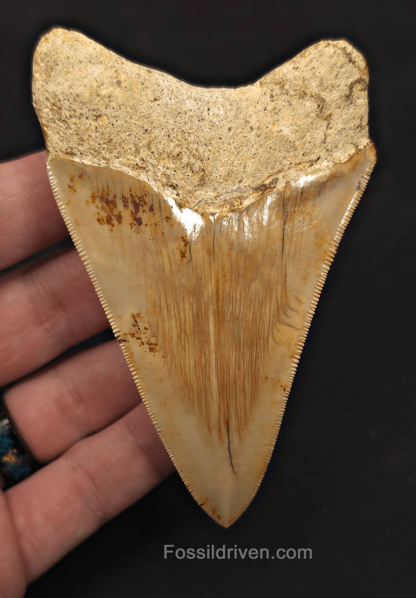 Sharply Serrated, 4.01" Megalodon Tooth - Java, Indonesia - Fossil Driven