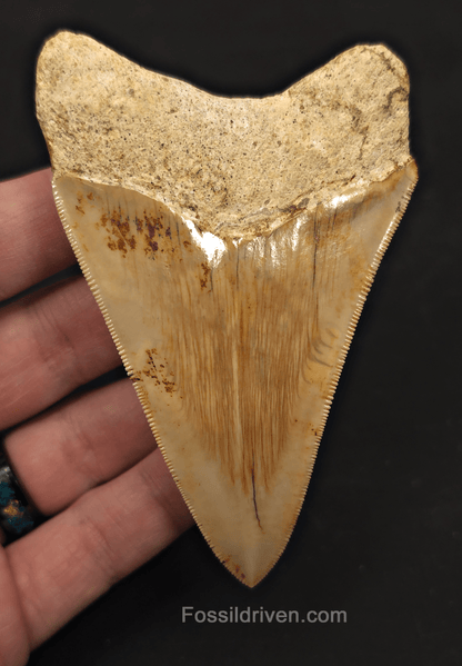 Sharply Serrated, 4.01" Megalodon Tooth - Java, Indonesia - Fossil Driven