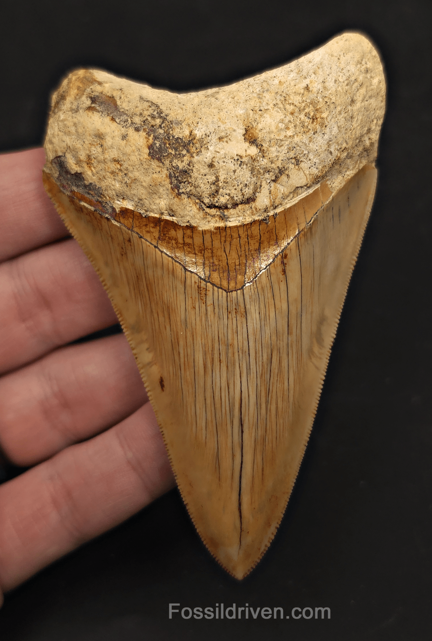 Sharply Serrated, 4.01" Megalodon Tooth - Java, Indonesia - Fossil Driven