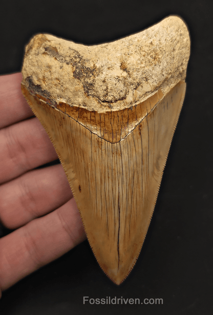 Sharply Serrated, 4.01" Megalodon Tooth - Java, Indonesia - Fossil Driven