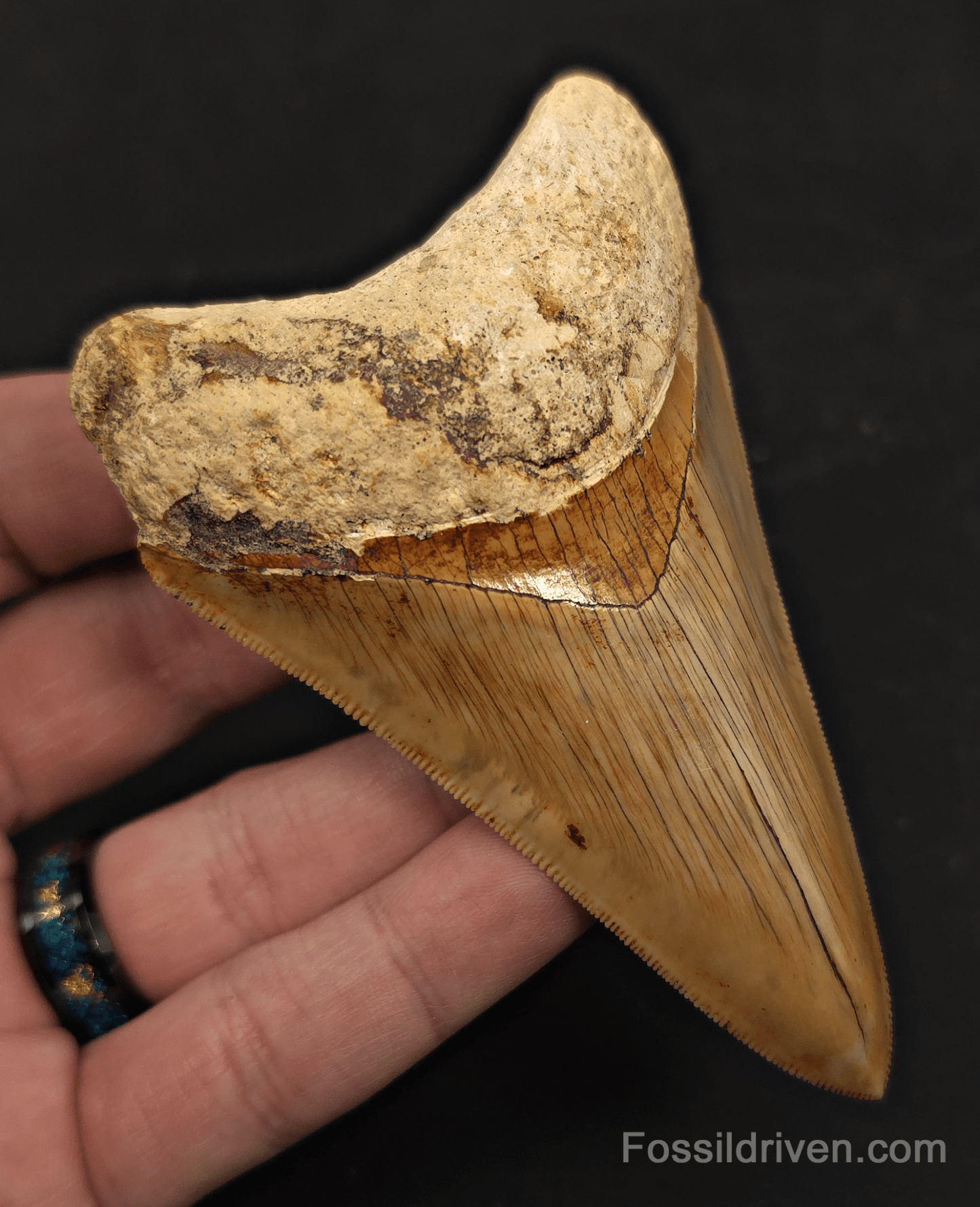 Sharply Serrated, 4.01" Megalodon Tooth - Java, Indonesia - Fossil Driven