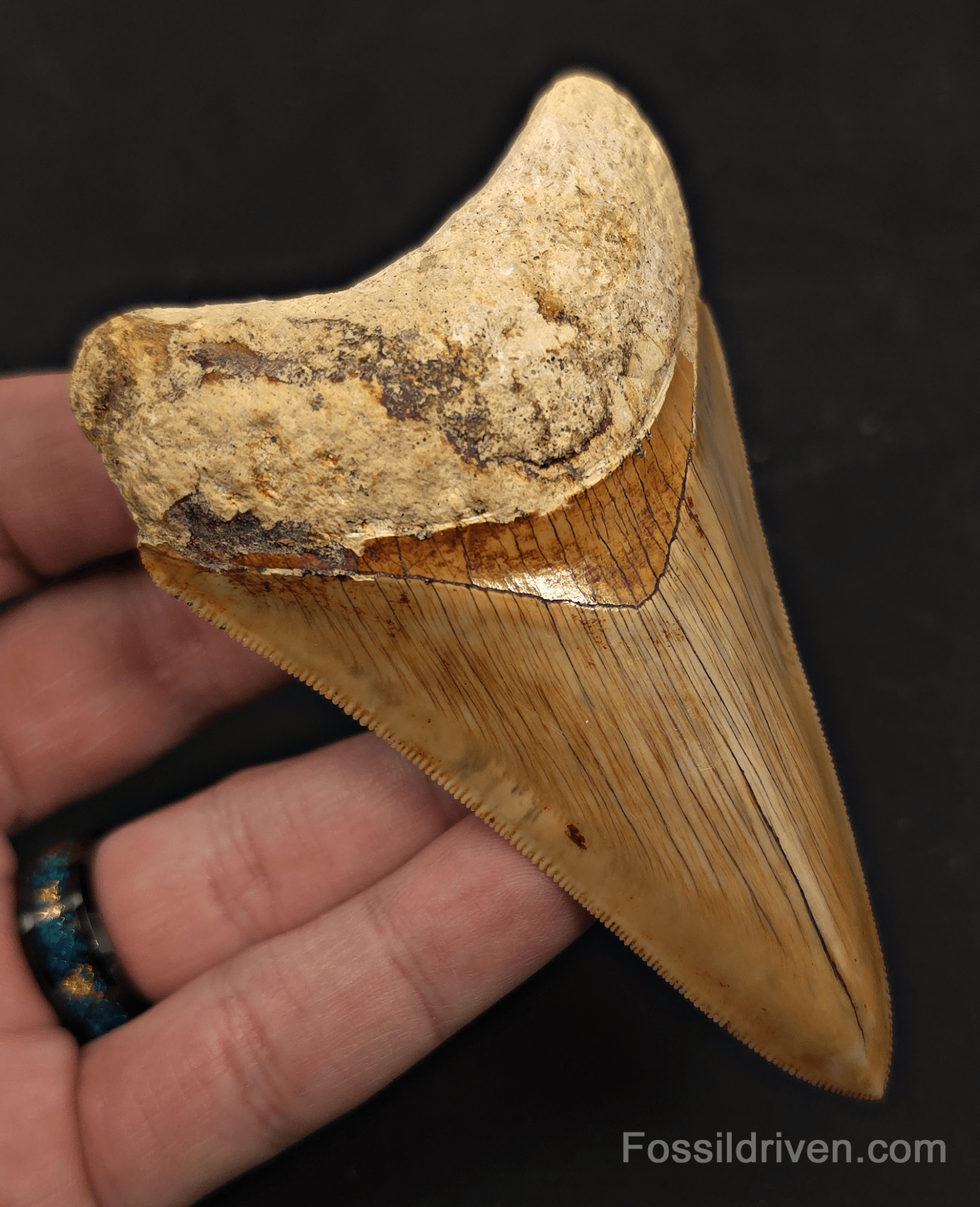 Sharply Serrated, 4.01" Megalodon Tooth - Java, Indonesia - Fossil Driven