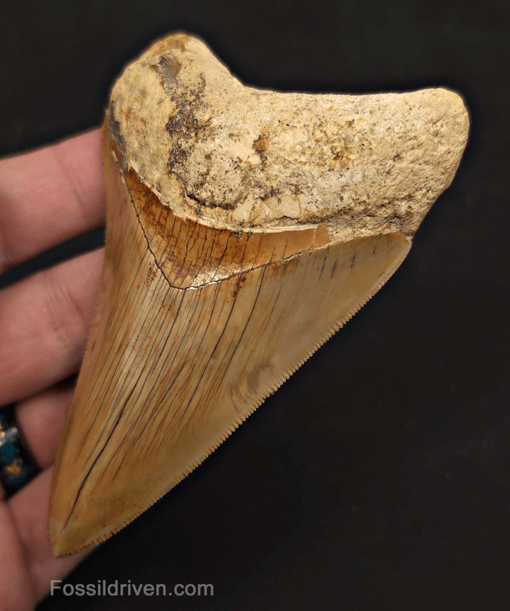 Sharply Serrated, 4.01" Megalodon Tooth - Java, Indonesia - Fossil Driven