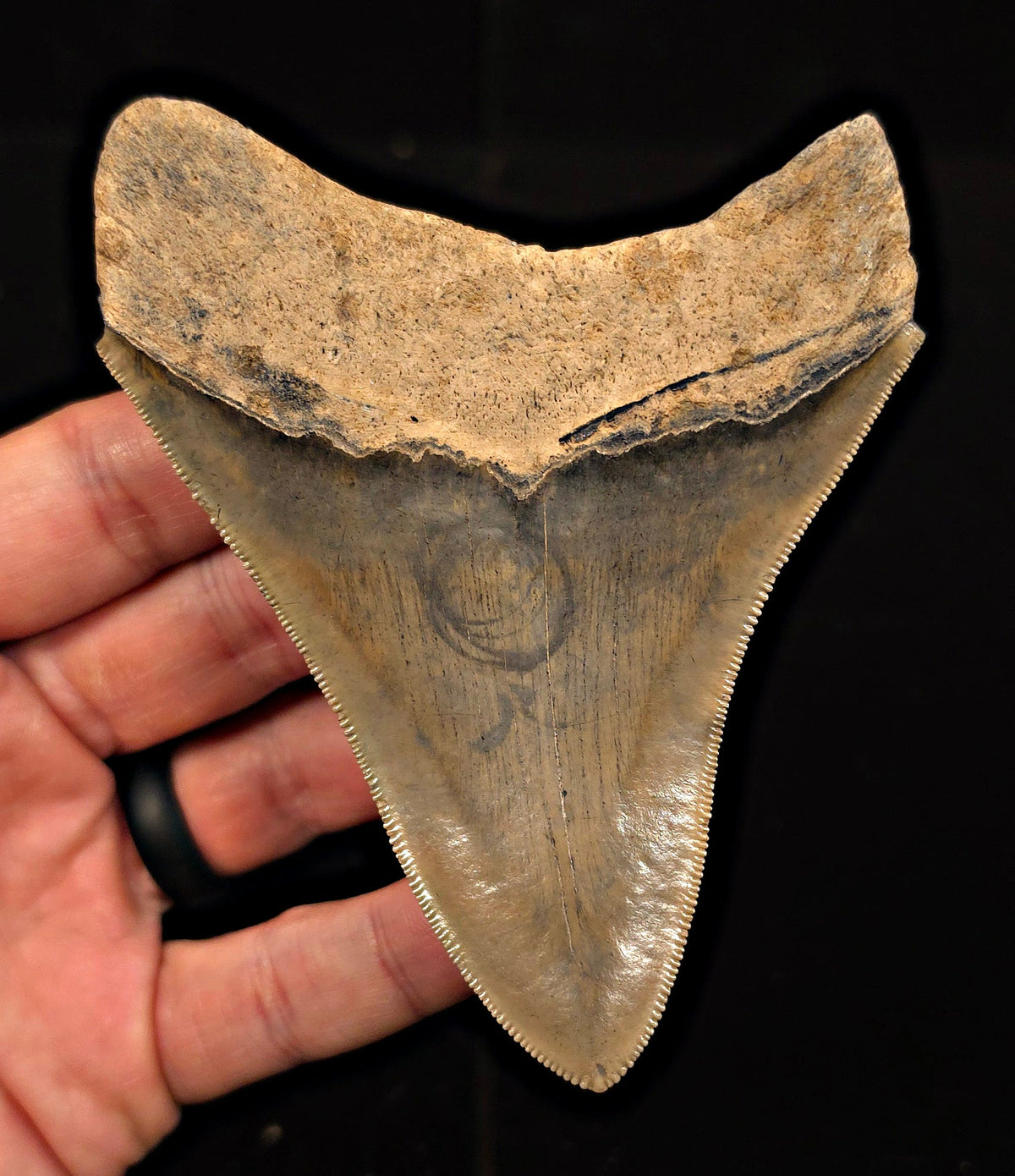Sharply Serrated, 4.39" Fossil Megalodon Tooth - Georgia - Fossil Driven