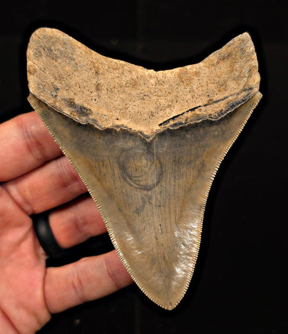 Sharply Serrated, 4.39" Fossil Megalodon Tooth - Georgia - Fossil Driven